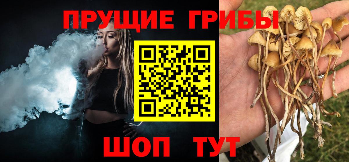 где найти   Псилоцибиновые грибы Cubensis  Вход с VPN  Псилоцибиновые грибы прущие грибы  Костомукша 